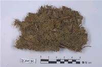 藏品(日本細鱗蘚)的圖片